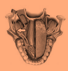 العصب اللساني Lingual Nerve